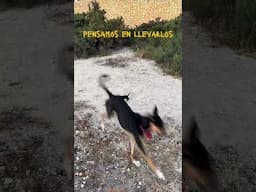 A mi perro lo atacó un perrito bebé
