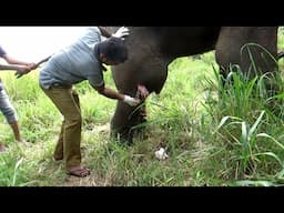 A Gunshot Left This Elephant’s Leg Swollen Like a Balloon - Will the Rescue Succeed?