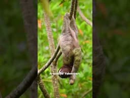 Why Are Sloths So Slow?