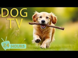 DOG TV for Dogs to Watch: Best Videos Entertain for Dogs While You're Away Home - Music for Dogs