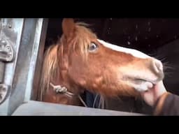Trying to Tame a Wild Pony!