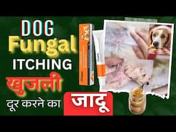 Dog ki Khujli ki Medicine पक्का इलाज Dog Fungal Infection Cream