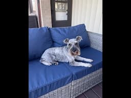 Marley's Birthday | Life With Schnauzers