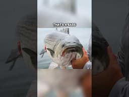 Bass Blitzing off Block Island #bass #fishing