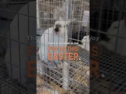By the time you read this post. 😔🐇