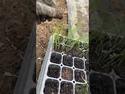 Interplanting tips for maximum production! #plantingvegetables #vegetablegarden #plantingtechniques