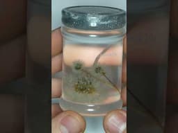 Dandelion in Jar