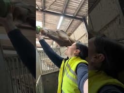 Can horses do yoga? (Yes😍)