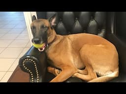 Try Not To Laugh Cats And Dogs Videos 😁 - BEST Funny Animal Videos 2025 #12