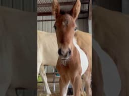 Pretty Little Baby🎼 #foal #filly #horse #equestrianjourney #prettylittlebaby