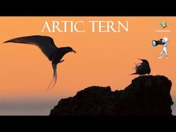 WILDLIFE PHOTOGRAPHY - Bird photography on Sweden's most beautiful island, Fårö. Artic tern.