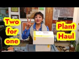 UNBOXING 2 Boxes Of Succulents | Plant Haul | Growing Succulents with LizK