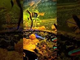 Life in the Amazon 🍂#shorts #fishroom #blackwater #tannins #aquariums