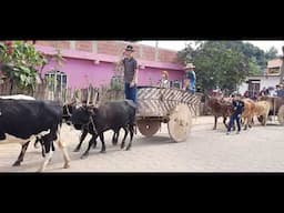 Encontramos no interior de Minas Gerais um desfile de carros de boi. #pingodaguamg