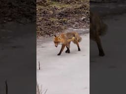 Wild Estonia - Wildlife Dreams - Live from the hide