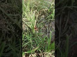 Battle Of The Creepy Crawlers