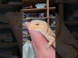 Leopard Gecko Love 💚💚🦎