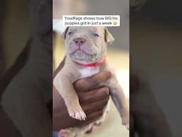🥰🥰 #yourrage #puppy #puppytok #dog #dogs #dogtok #puppies  #pitbull #pitbulls #yrg