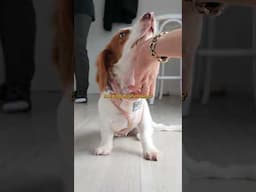 Sausage dog malfunctions  #puppy