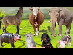 Farm Animal Food: Sheep, Rabbit, Cat, Chicken, Duck, Pig, Dog - Animal Sounds