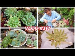 Growing Succulent Leaves NATURE vs NURTURE | VLOG #317 - Growing Succulents with LizK