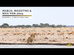 Mabua, Magotho & Nxai Pan | Lions at Nxai Pan! | Episode 4