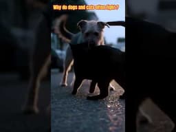Why do dogs vs cats often fight ? #shorts #dogvscat