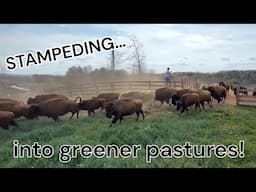 another day on the BUFFALO FARM | 2025 - Greener Pastures