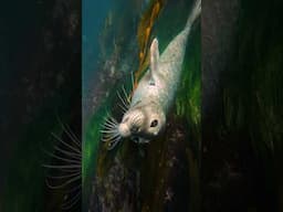 Stunning seal encounter via @jays_visions on IG