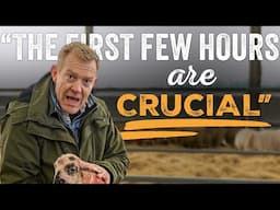 The Crucial First Hours for Newborn Lambs - Adam Henson's Farm Diaries